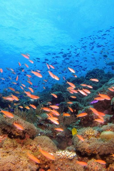 Sustainability Sustainability